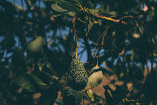 Our Avocado Love Affair